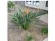18 Sylvana Avenue, Gracemere QLD 4702